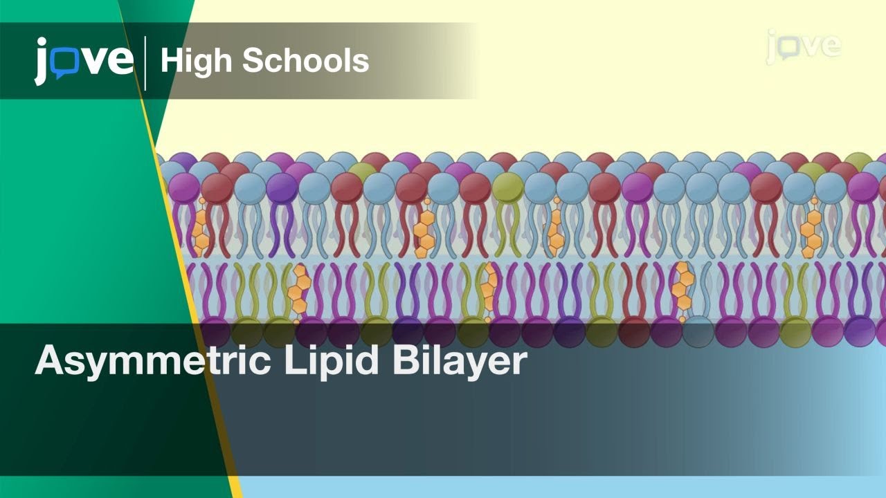 Asymmetric Lipid Bilayer | Cell Bio | Video Textbooks - Preview