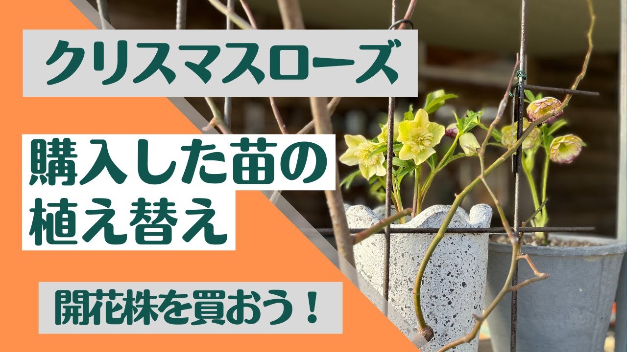 《非常に育てやすい宿根草です！クリスマスローズをお迎えしよう♪》開花株購入後の植え替え・管理方法／育成中のクリスマスローズの今やるべきお手入れ