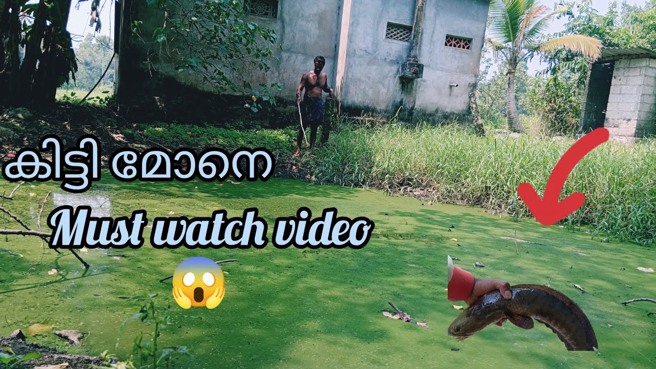 ചെറിയ മീനെ കൊണ്ട് വരാലിനെ പിടിച്ചാലോ 😱 കിട്ടി  #malayalam #fishing #fishingdaily #villagelife 