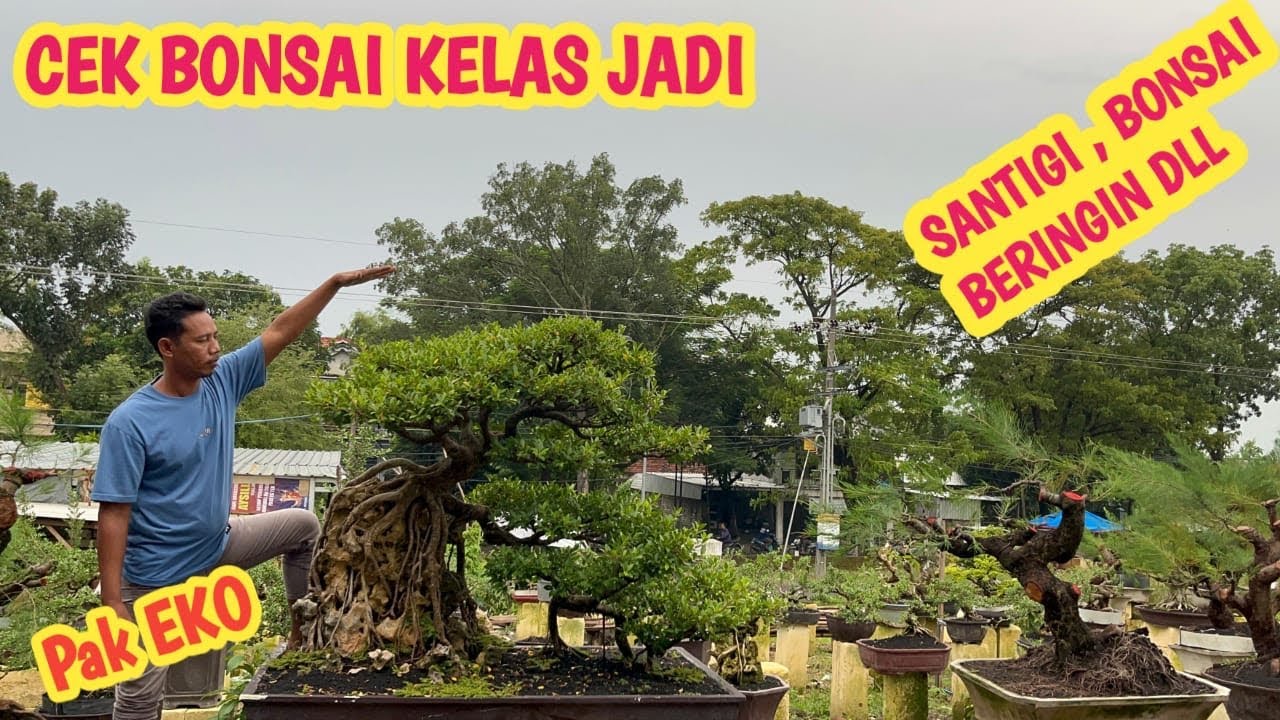 HARGA BONSAI KELAS JADI‼️ HARGA BEBAS NEGO BOSKU📞 823-3163-8393 @JeckpaeyBonsai91 