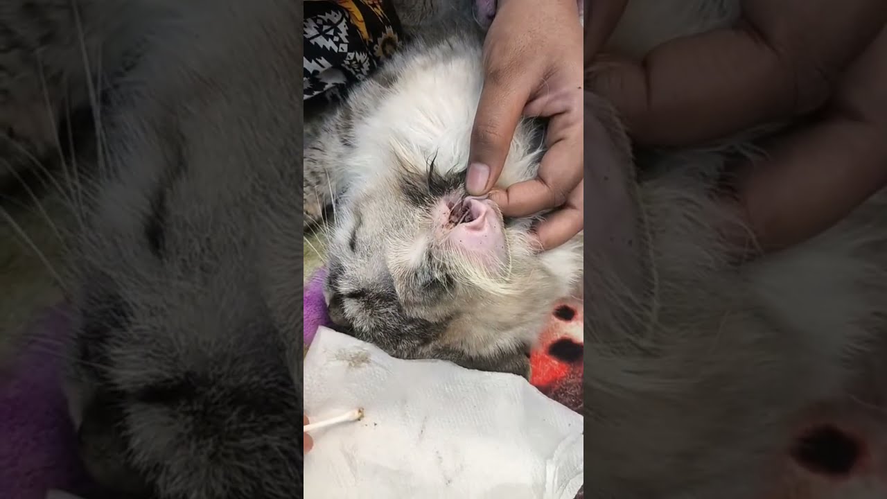 Cat Ear Cleaning Live | Safe & Easy Method”