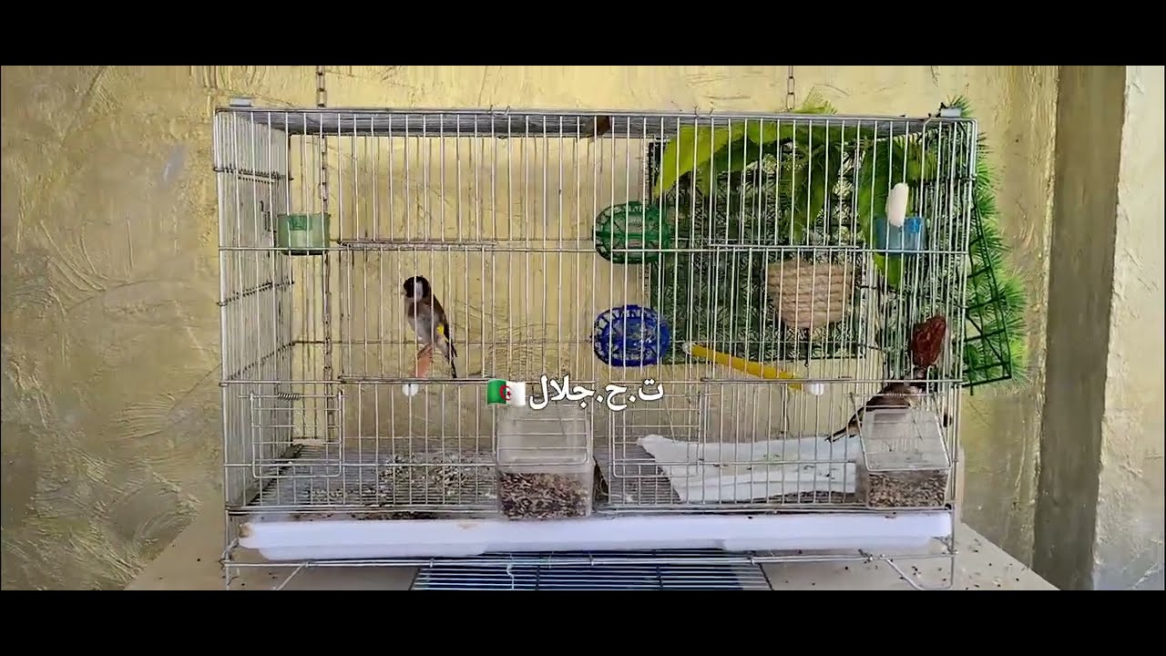قدم هذه الأشياء لطيور الحسون حتما الأنثى ستحضن لك البيض هذا ما ينقصها