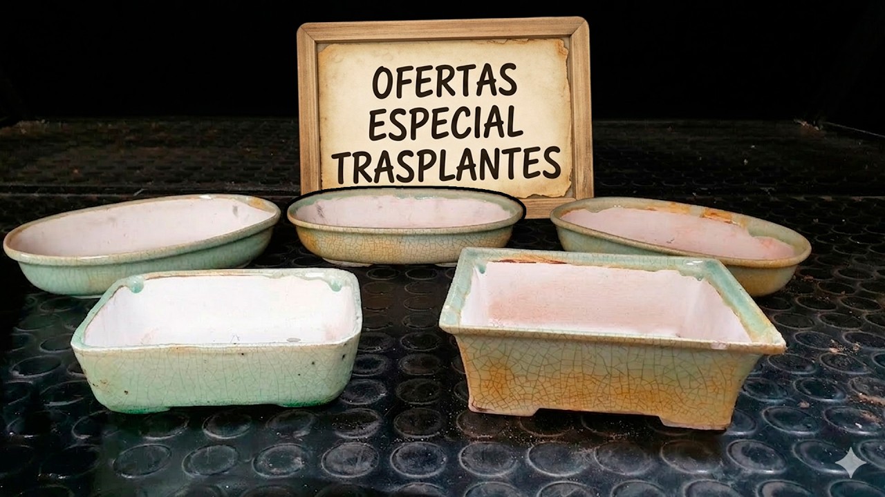 LIQUIDACIÓN Macetas de Autor 🪴 ¡Joyitas para tus Trasplantes!