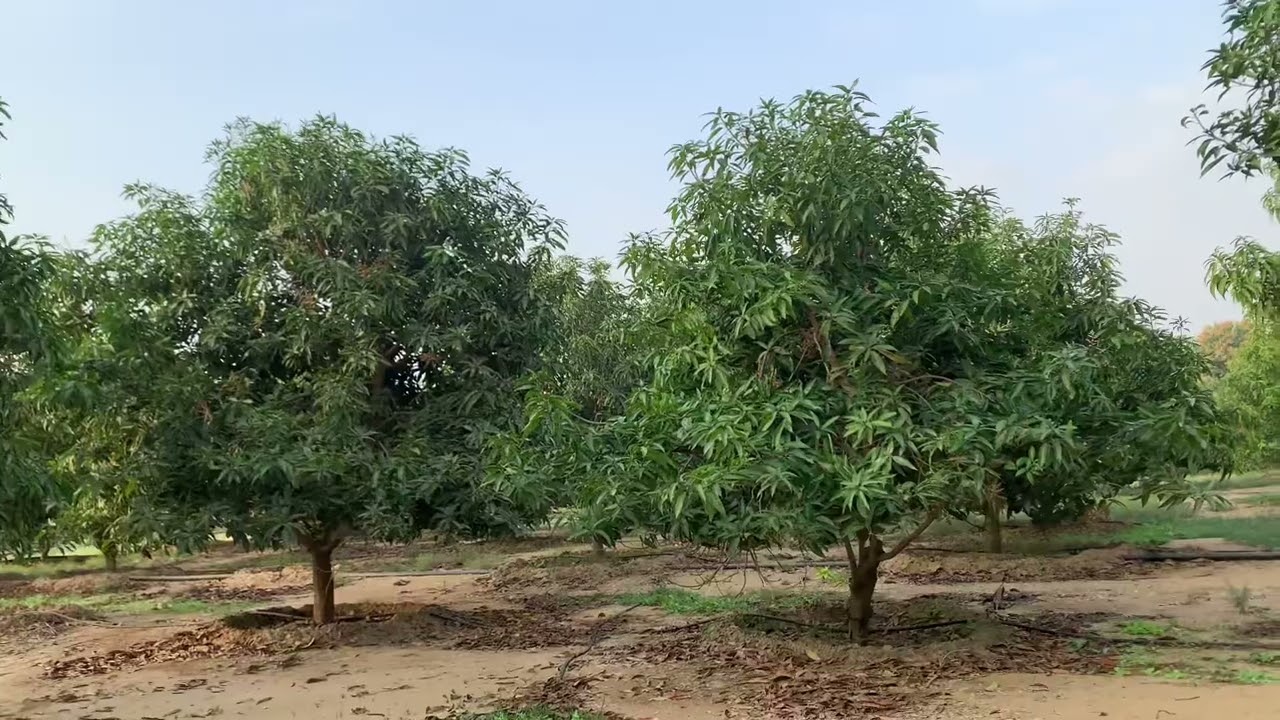 مشكلة كبيرة في مزارع المانجو