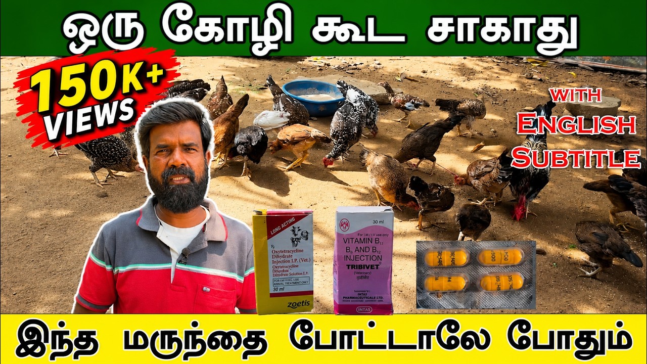 ஒரு கோழி கூட சாகாது | வெள்ளை கழிச்சல் நோய் | Ranikhet Disease | TAMIL | GUNA NATTUKOZHI PANNAI