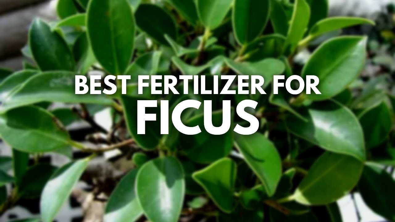 Best Fertilizer For Ficus | Top Five Fertilizers For Optimal Growth
