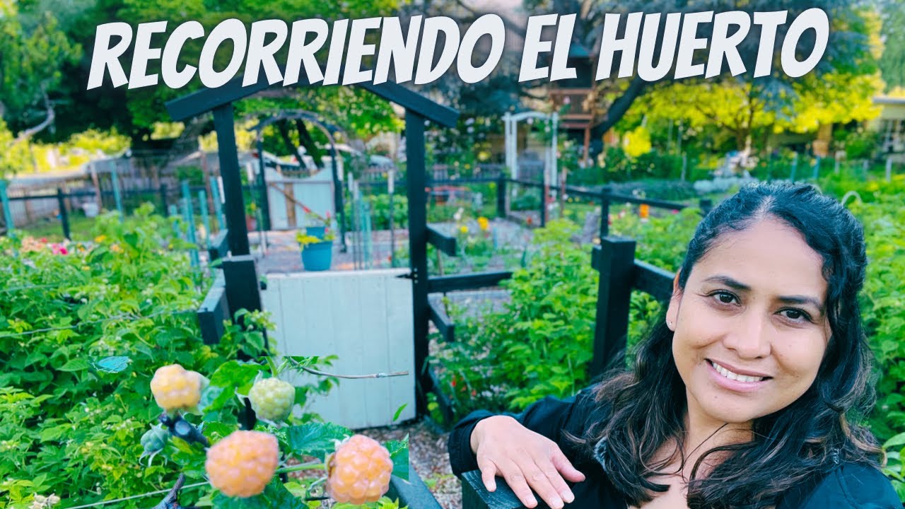 Recorriendo el Huerto, árboles frutales, frambuesas y zarzamoras #jardineria, #tourporeljardin.