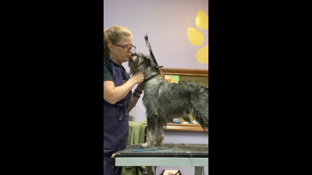 Schnauzer Grooming Coat Rotation Hack How-To