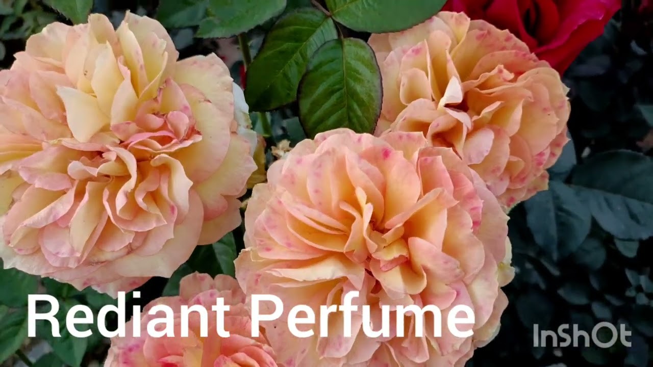 Rose Hot Point, Herryrisky, Rediant Perfume, Topaz....