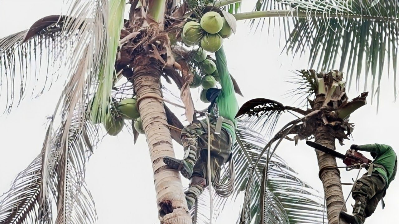 Cưa  cây  dừa  nghiêng  vào nhà  ,Huy  hiểm  ,Khó  cưa  hạ 