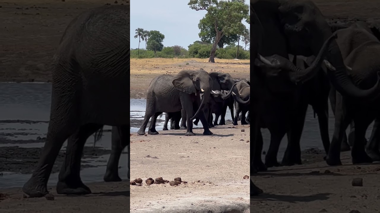 Elephants in Zimbabwe