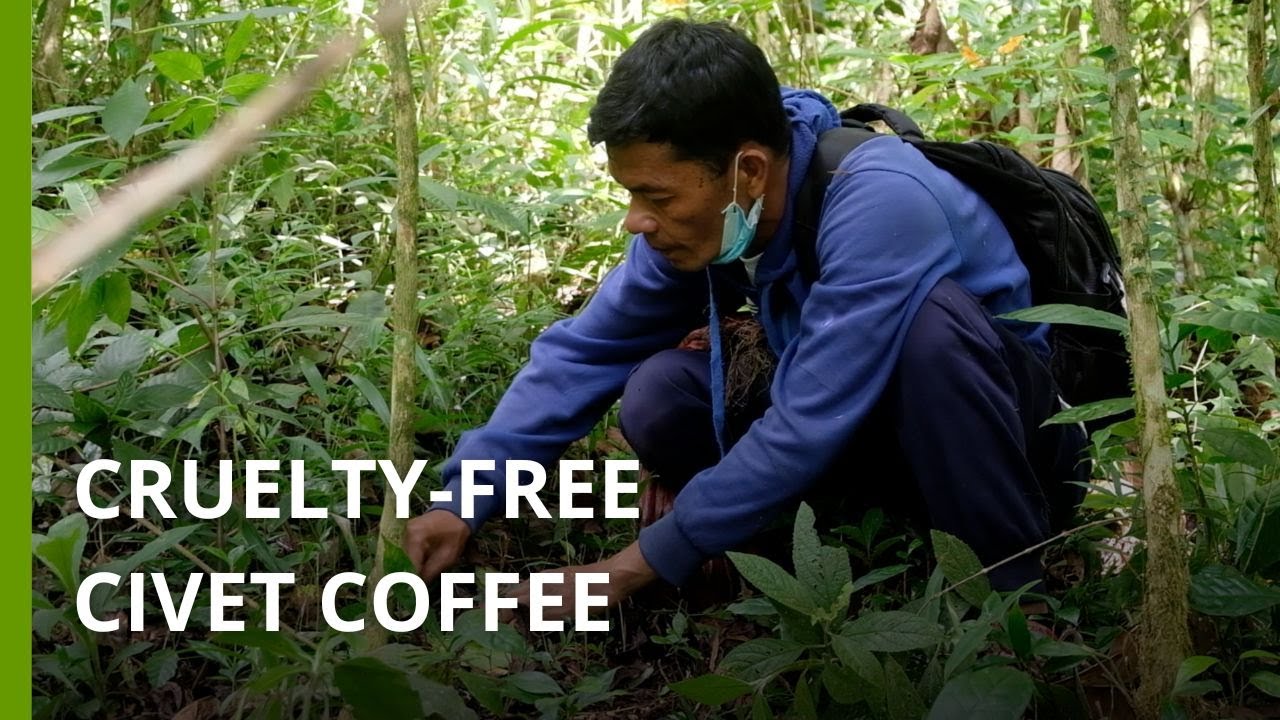 Philippine tribe boosts livelihoods and conservation with civet poop coffee