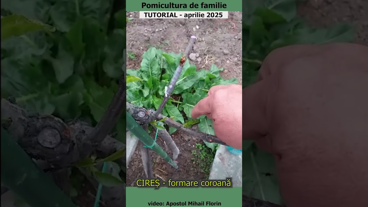 Pomicultura de familie - CIREȘ - formare coroană
