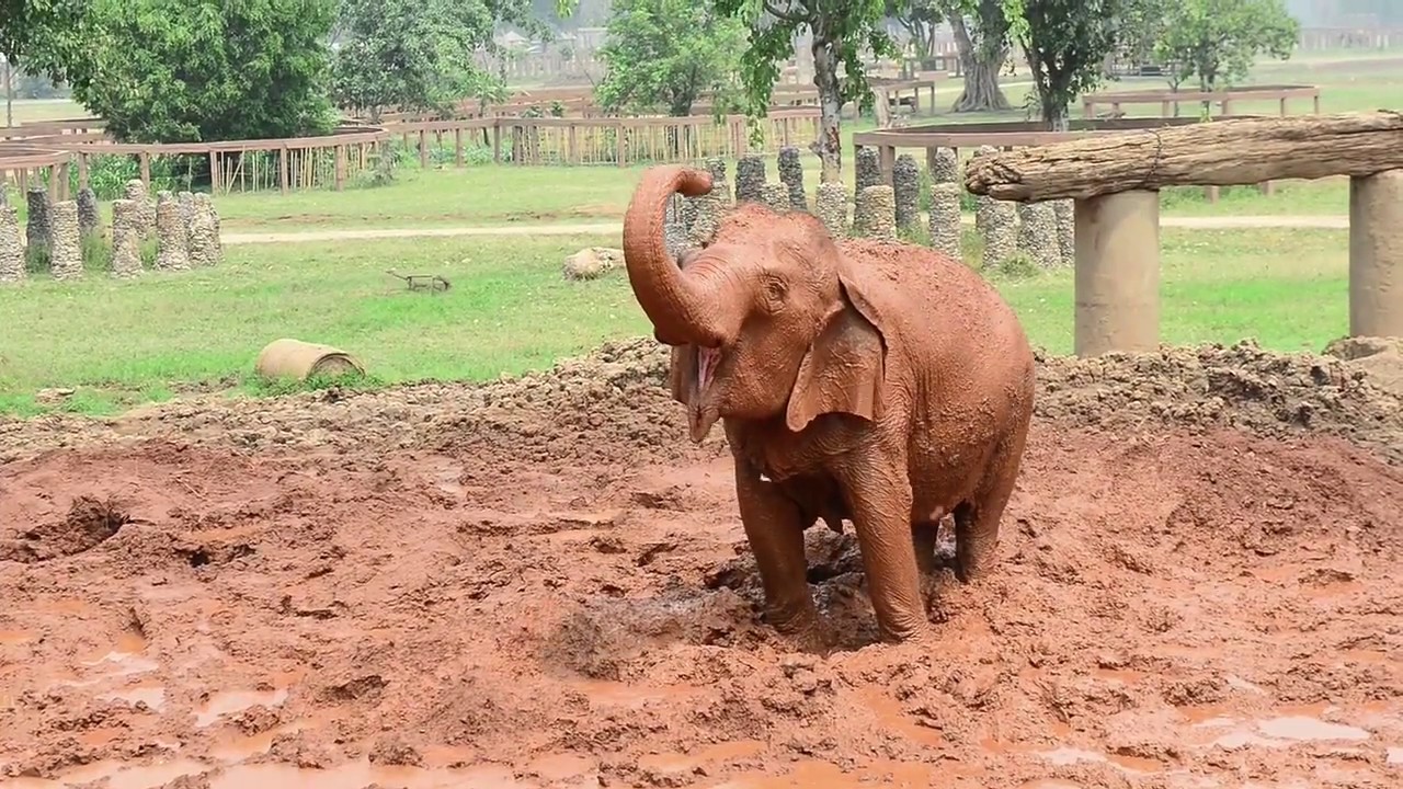 SPA TIME! Elephant Mud Bath Elephant Nature Park / Save Elephant Foundation