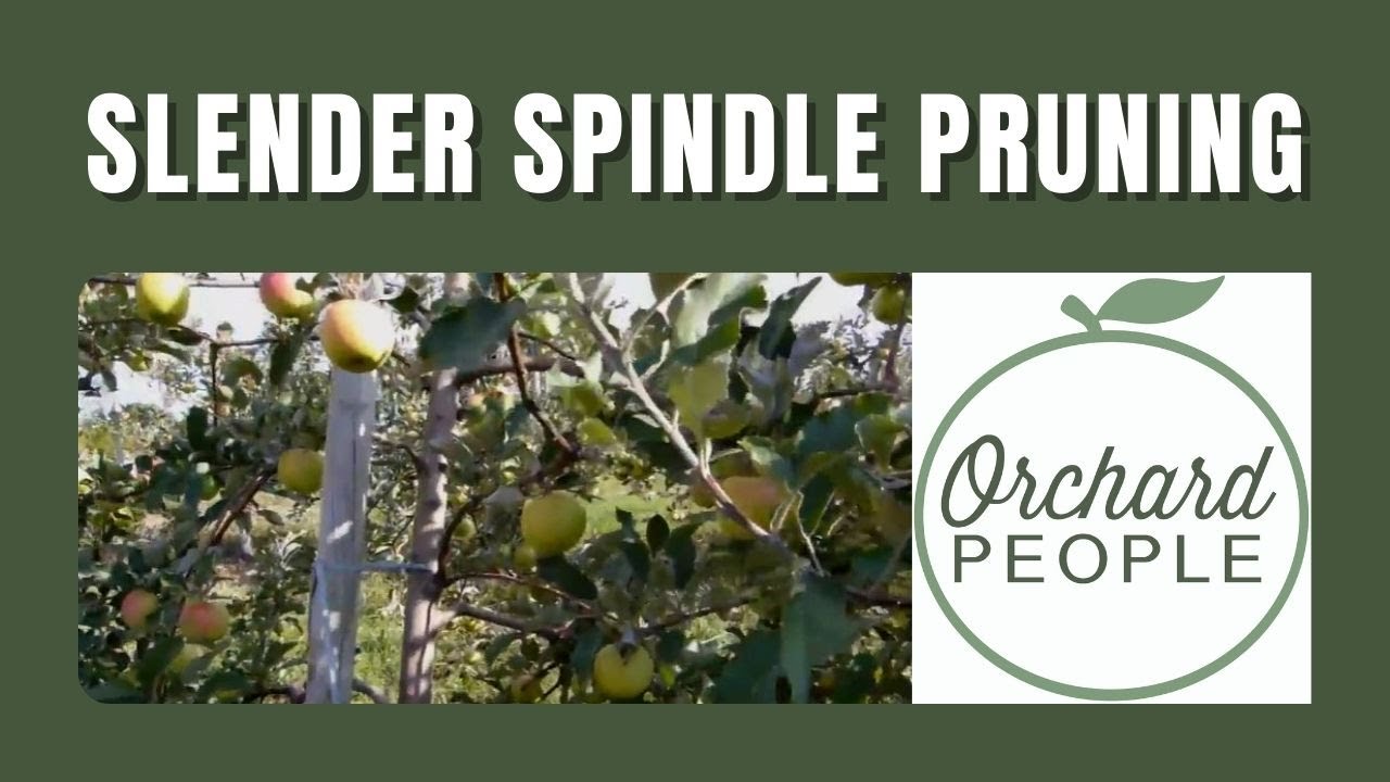 Slender Spindle Pruning for Apple Trees