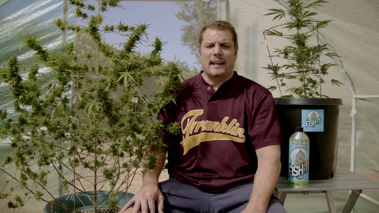 Cali Sungrown Cannabis - Episode #6 - Using FishShit