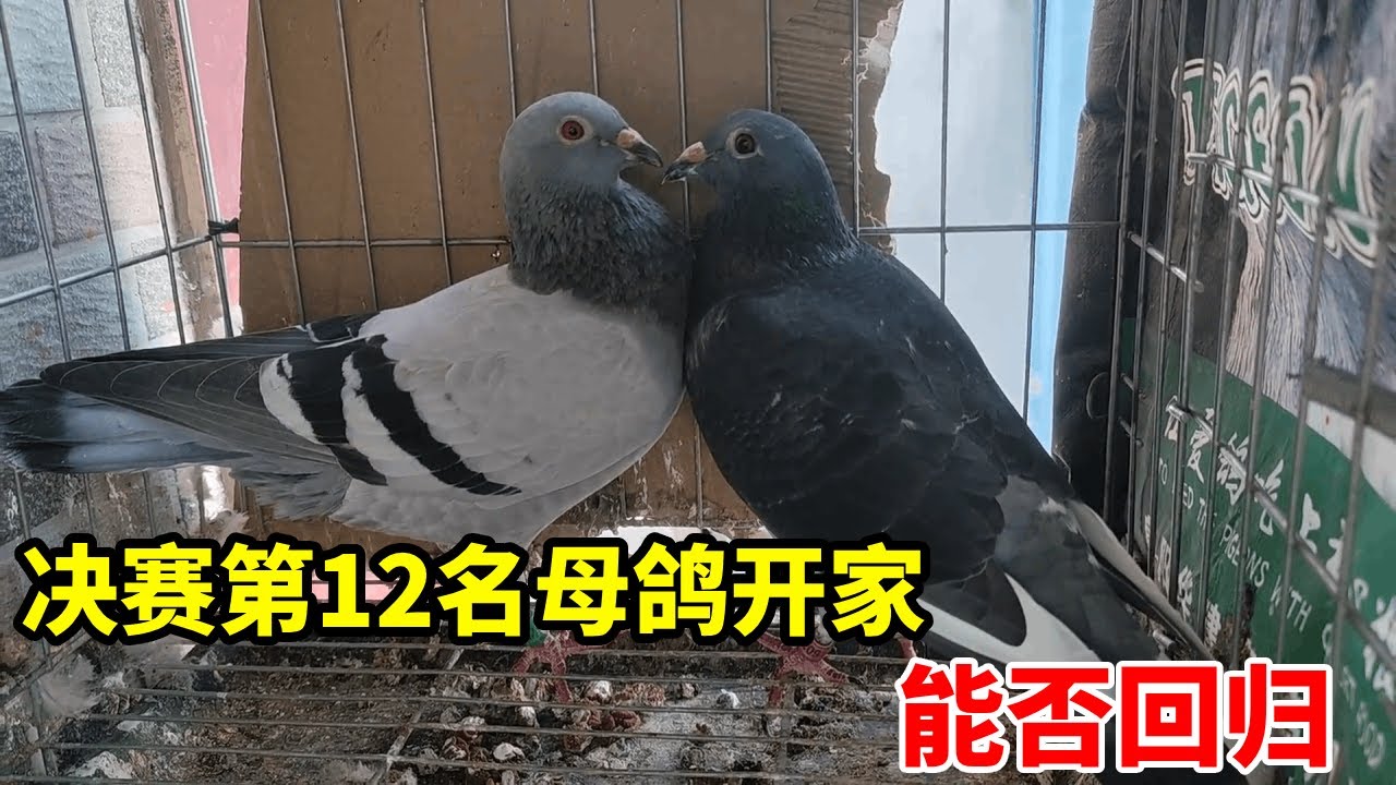 决赛12名母鸽和白条公鸽开家，小鸽子嗷嗷待哺，它们能否回归让我们拭目以待#鴿子 #鴿舍 #信鸽赛鸽