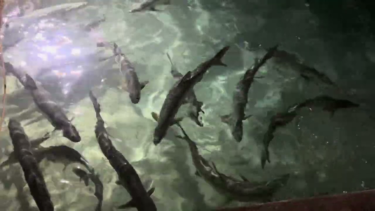Giant fish swimming next to the dock at Zeerovers, Aruba