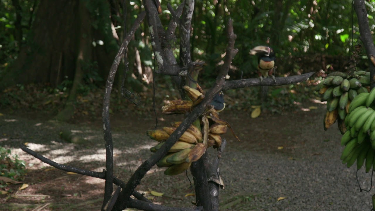 Collared Aracari   Toucan Family
