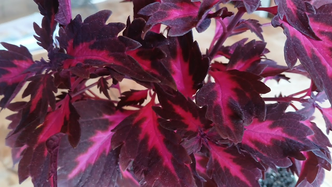 Flamingo Coleus, Black Currant Mint, & Scary Science Terms