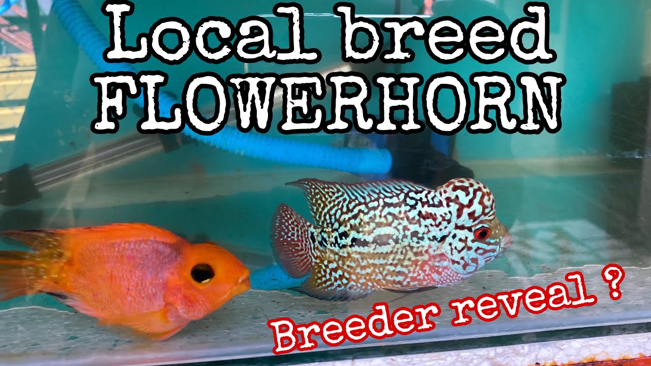Flowerhorn fish | transformation | kamfa