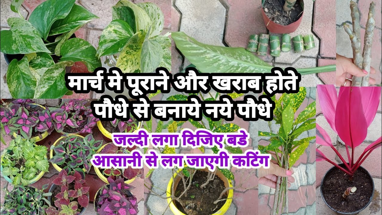 मार्च मे पूराने और खराब हो रहे पौधो से बनाये नये पौधे जल्दी लगा दिजिए बडे आसानी से लग जाएगी कटिंग 🍀