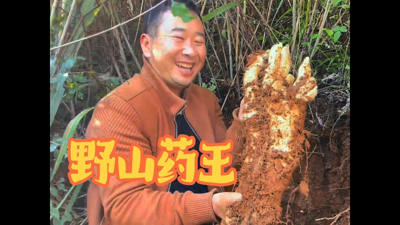 天终于晴了！进山挖宝！ 玉平哥挖到野生山药王啦！ 比胳膊还粗，带着山泥的鲜气，这才是大自然的馈赠！ 想吃一口地道山野味的，赶紧来瞅～#农村生活 #野生山药 #玉平夫妻日常 #山货 #日常分享