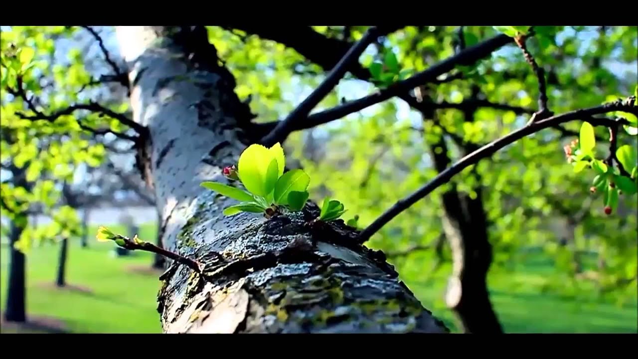 Don Feymez feat. Zate - Alles gut