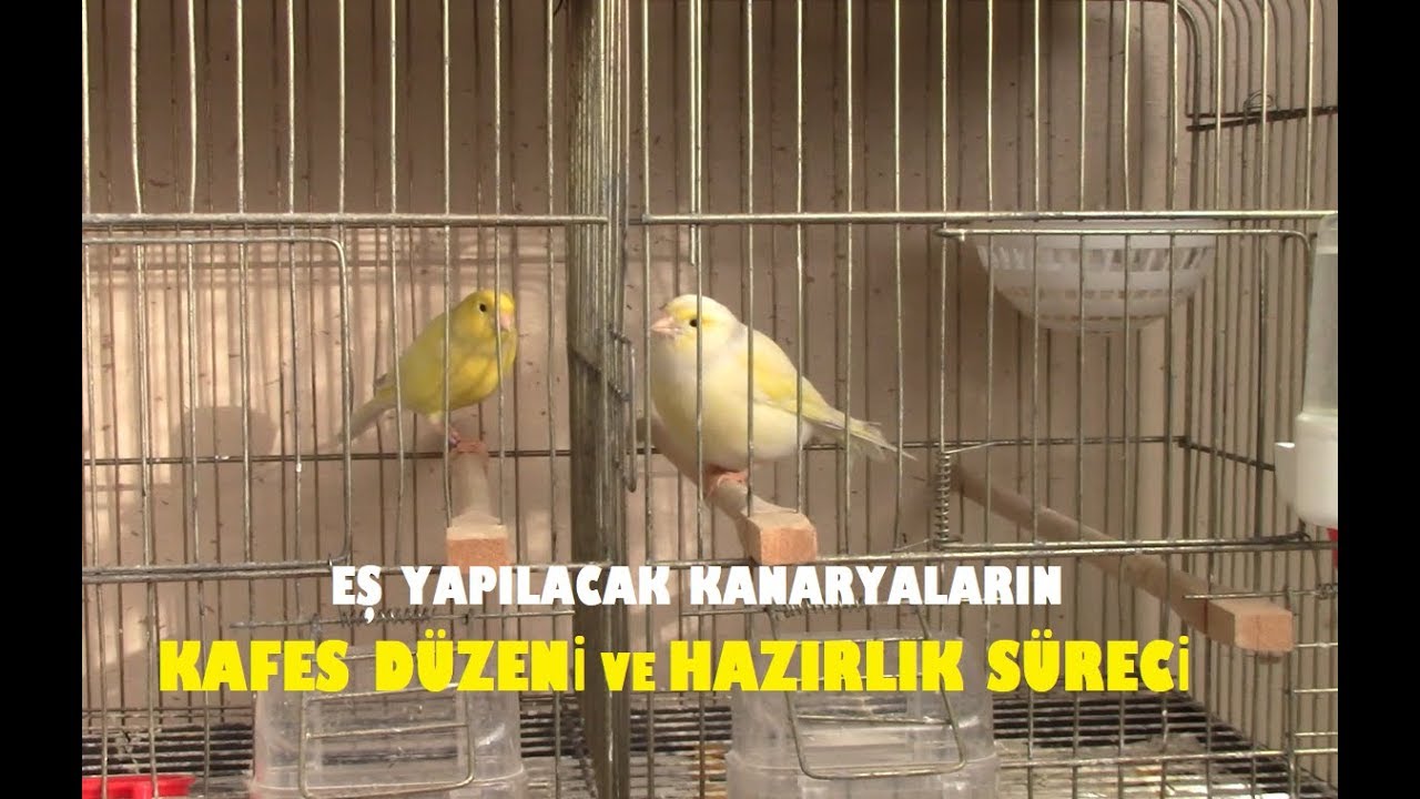 Eş Yapılacak Kanaryaların KAFES DÜZENİ NASIL OLMALI ?