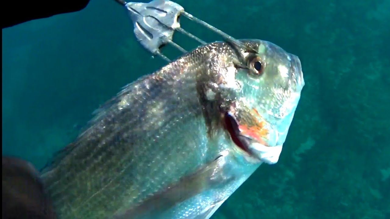 Pesca sub: la migliore tecnica nel periodo invernale con Concetto Felice by salvimar