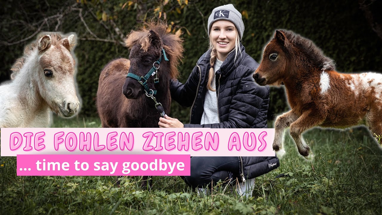 Die FOHLEN ziehen aus 😭💔 time to say goodbye💔