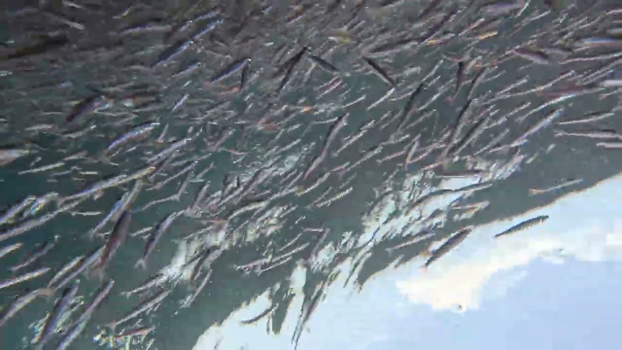 Live bait fish