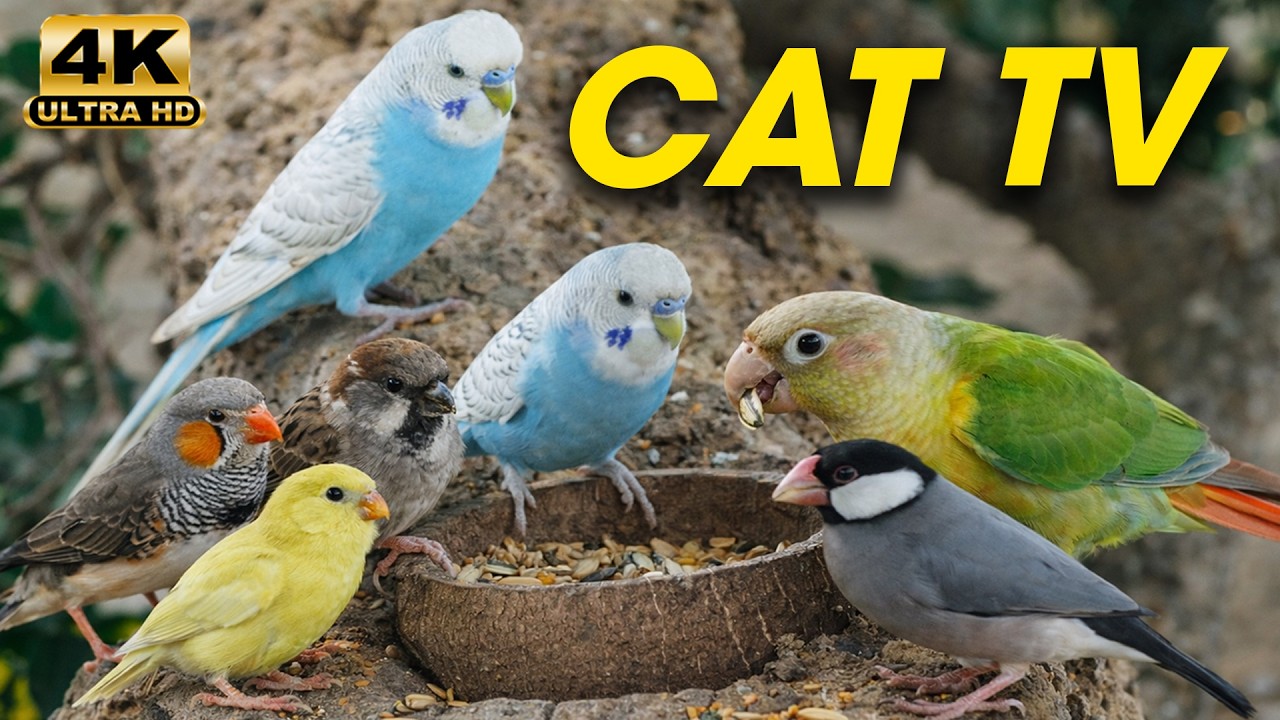 Videos for Cats to Watch – Peaceful Bird Watching 🐦 – Calm Entertainment for Cats