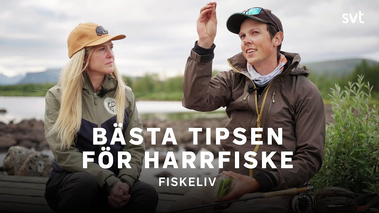 Så lyckas du med harrfisket | Fiskeliv | SVT