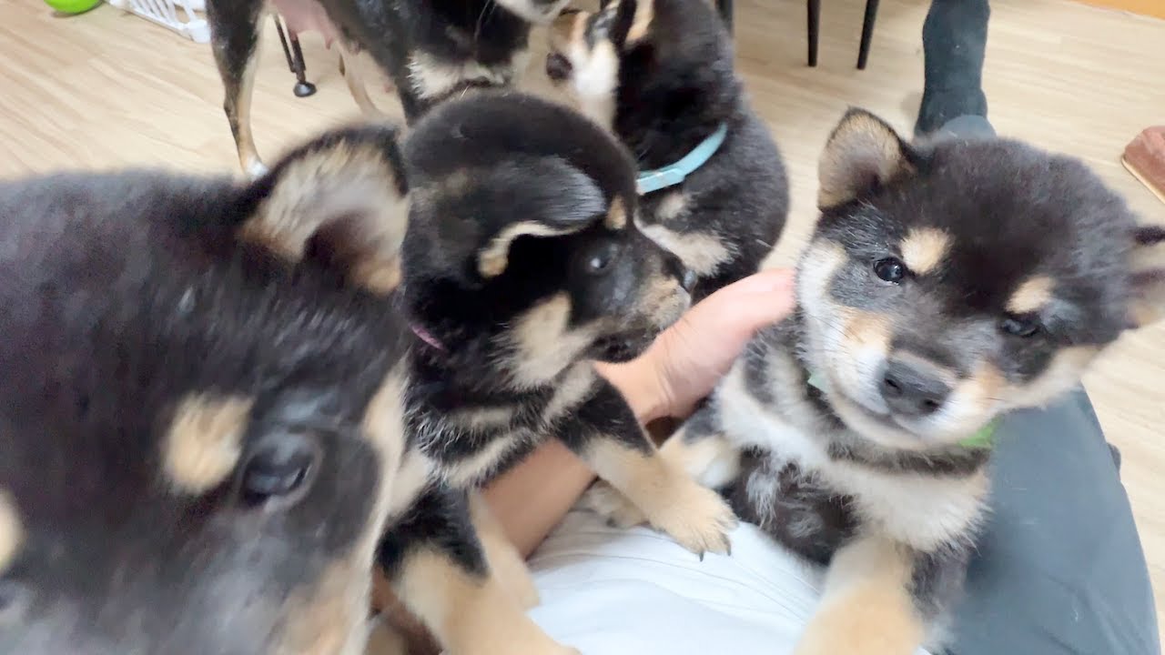 【柴犬 子犬】人間に襲いかかってくる生後40日目の子犬たちが可愛すぎた