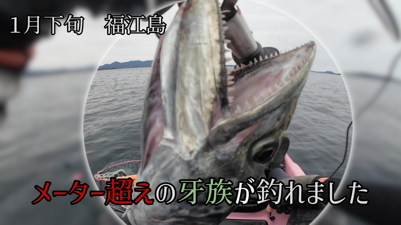 メーター超えの牙族が釣れました。　１月下旬　福江島