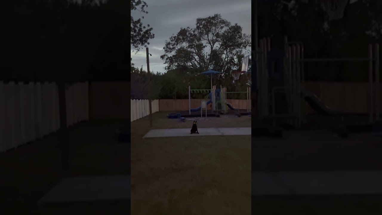 Cane Corso training 4 month old 