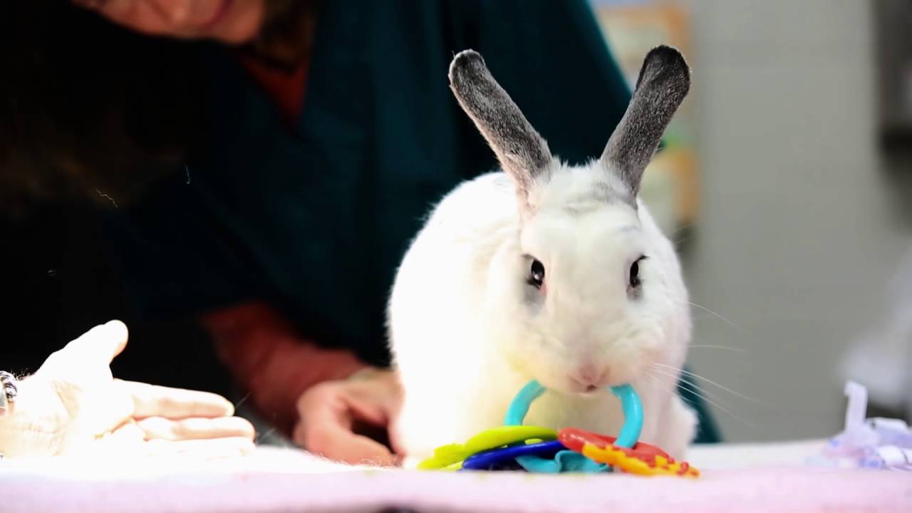 Aging Bunny Gets Massage and Acupuncture