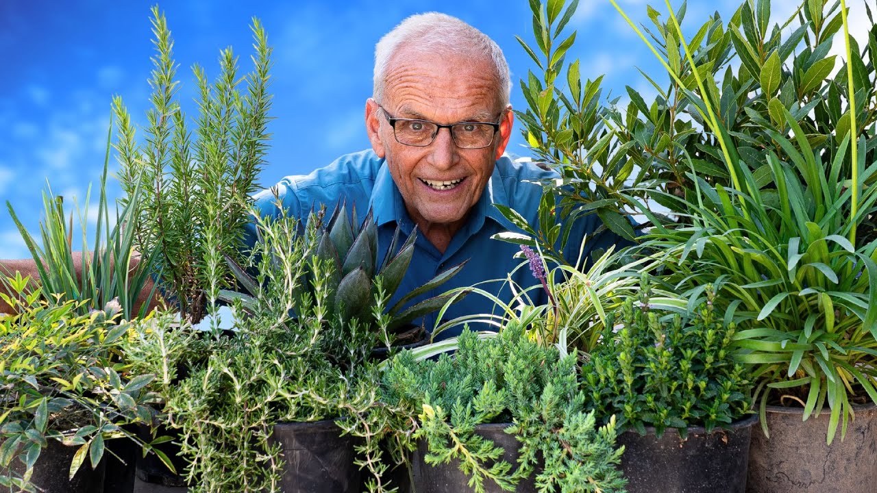 Best Low Maintenance Plants for ANY Garden