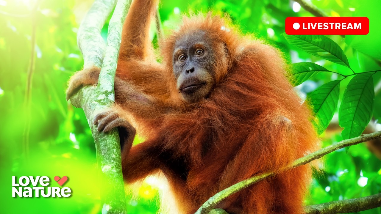 🔴 24/7 LIVE: Orangutan Jungle School | Love Nature