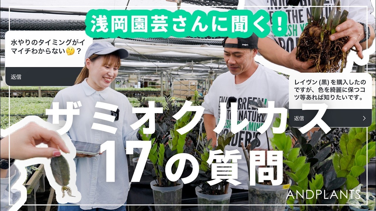 【プロが答える】ザミオクルカスの悩み17個全て答えます
