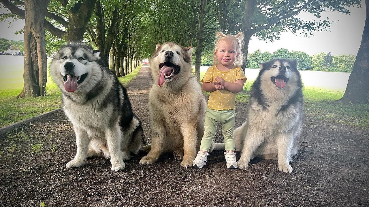 Who Let The Dogs Out?? Amelia And Her Big Bad Wolves!