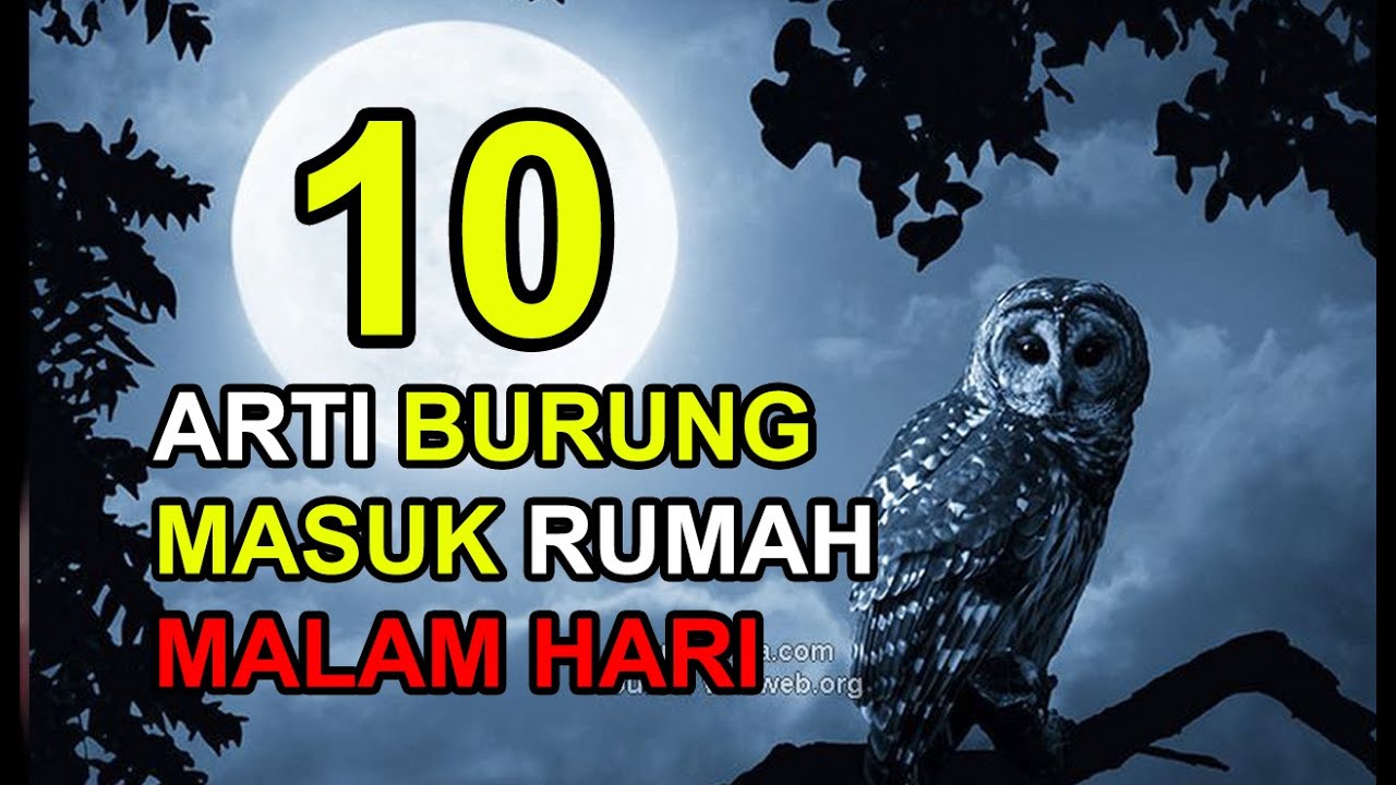 10 Arti Burung Masuk Rumah Malam Hari, Anda Wajib Tahu!