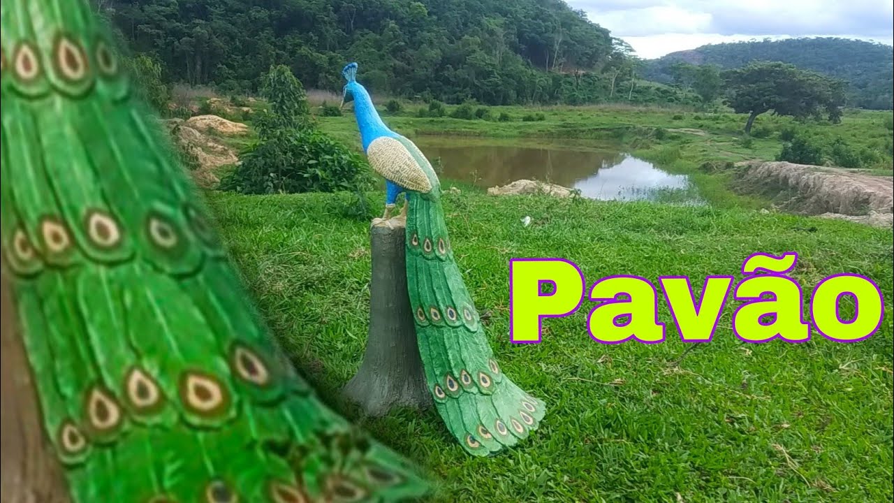 Pavão no tronco #pavão