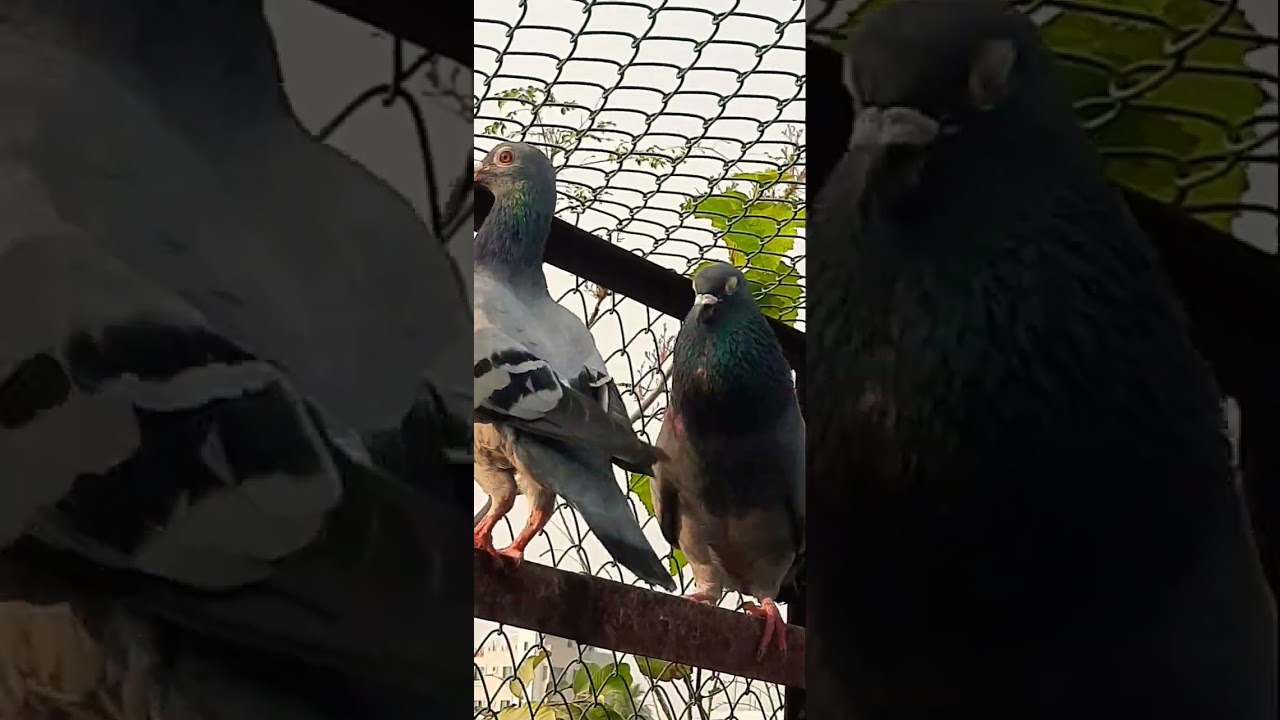 #pigeonlaver #pigeonbreed #raisenpigeons #racerpigeon