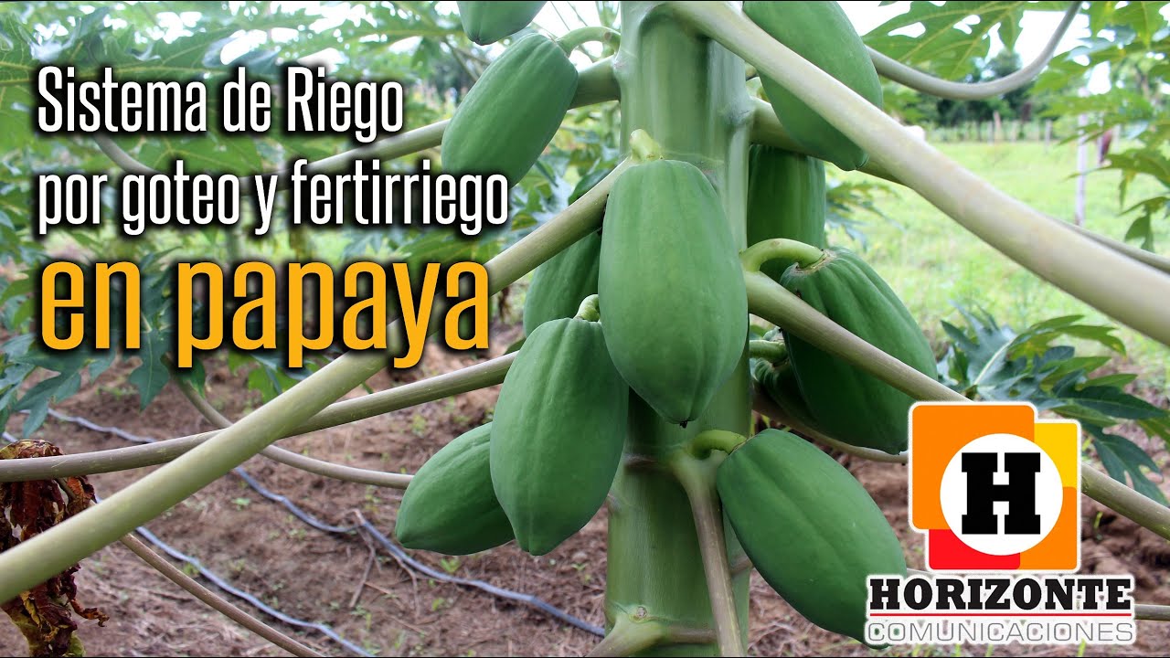 Riego y fertirriego en cultivo de papaya