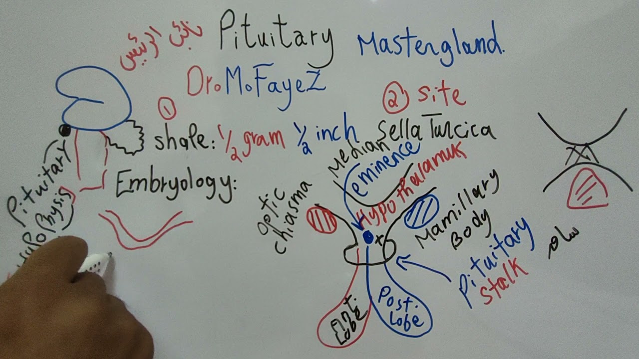 Pituitary Gland Introduction (Endocrine Physiology) Dr Mohamed Fayez