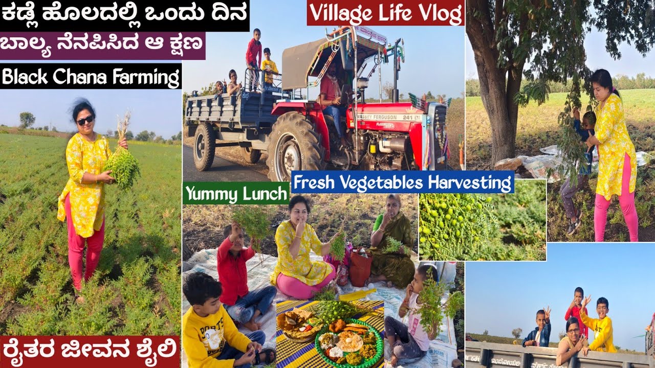 ಉತ್ತರ ಕರ್ನಾಟಕದ ರಾಜ ಇವನು | ಕಡಲೆ ಕೃಷಿ | ಭರ್ಜರಿ ಊಟ | Fresh Veggi Harvesting | Village Life Kannada Vlog