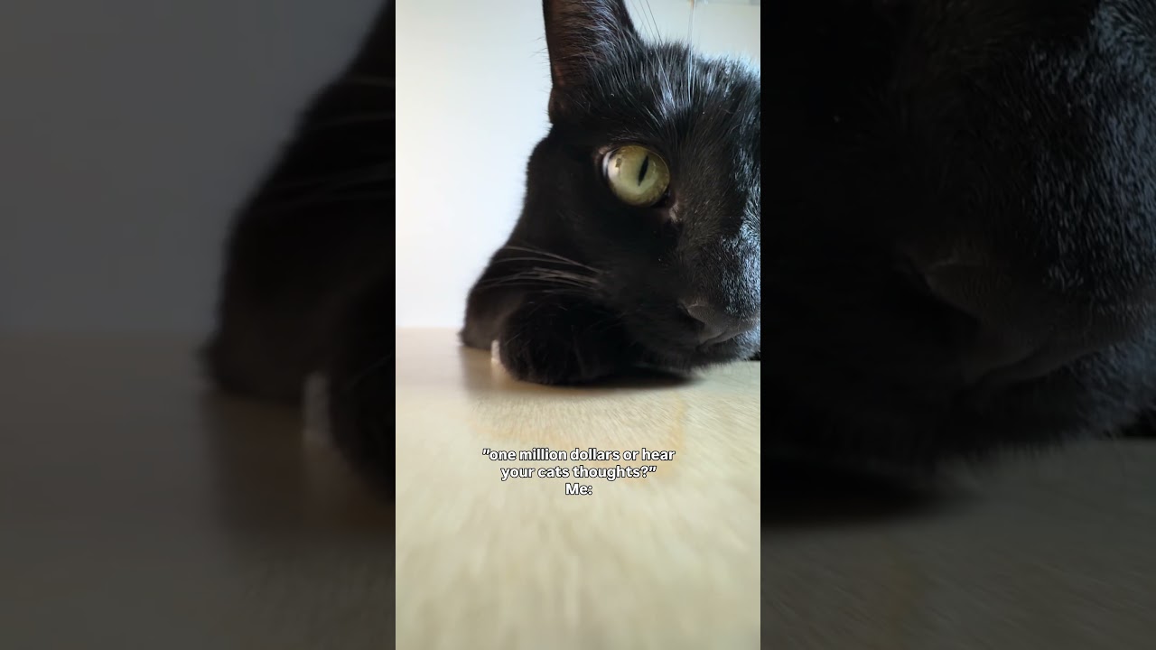 Как же мой кот на меня смотрел 😹 