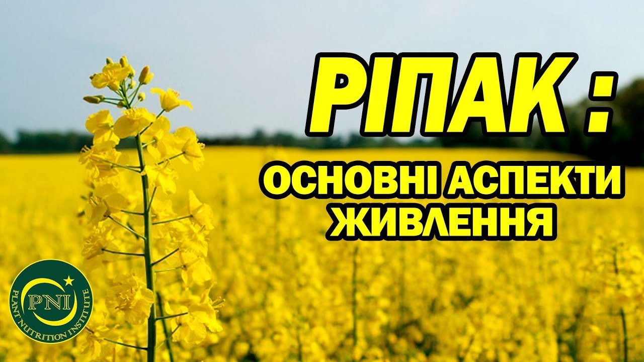 Вирощування ріпаку: етапи розвитку, потреба в елементах живлення